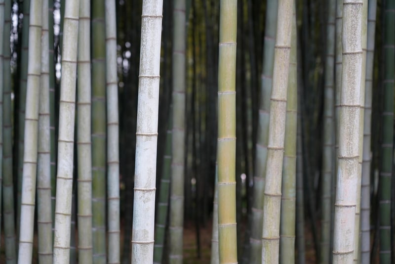 Bamboo Features