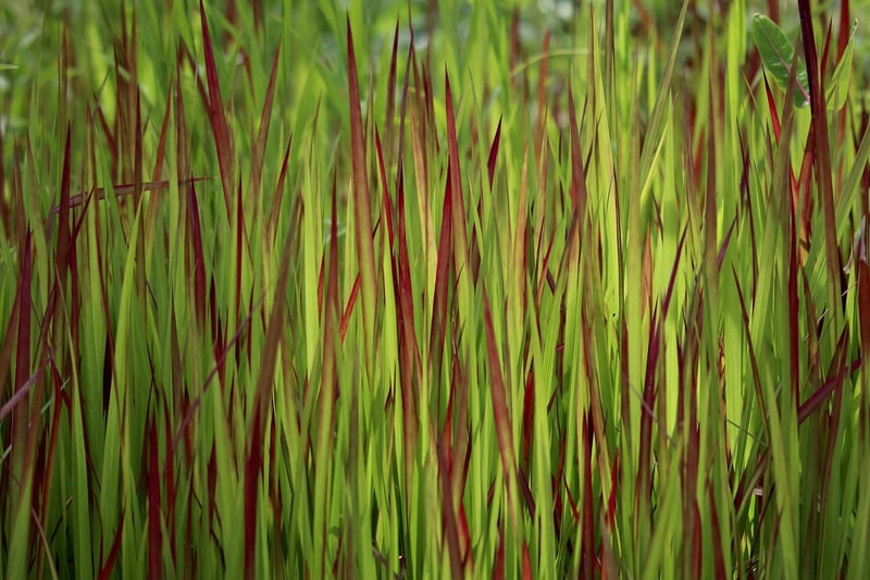 Ornamental Grass