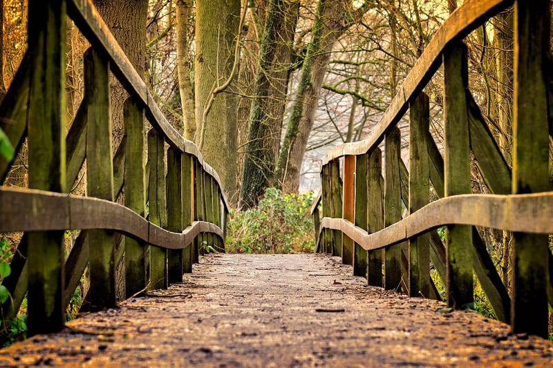 Wooden Bridge in a Forest