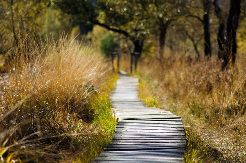 Wooden Bridge in a Forest